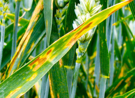 septoriosi su frumento