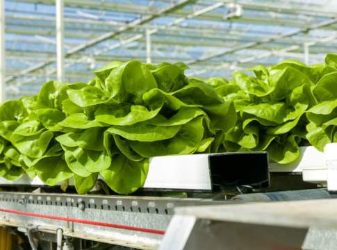 produzione sostenibile di ortaggi