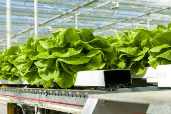 produzione sostenibile di ortaggi