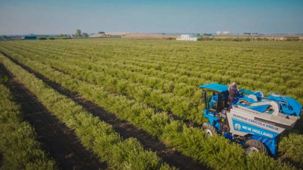 oliveto superintensivo