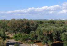 Per la Xylella non c’è cura, anche il Parlamento ne prende atto