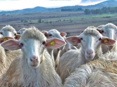 Latte di pecora, stagione record per le coop sarde latte