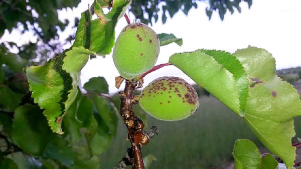 corineo delle drupacee