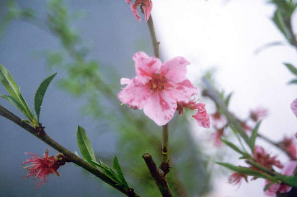 sharka delle drupacee