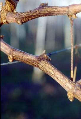 escoriosi della vite