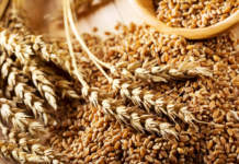 Cosa si nasconde dietro alle bufale del grano contaminato