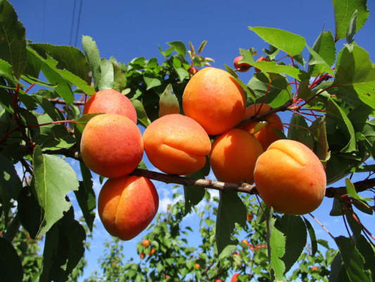 albicocche