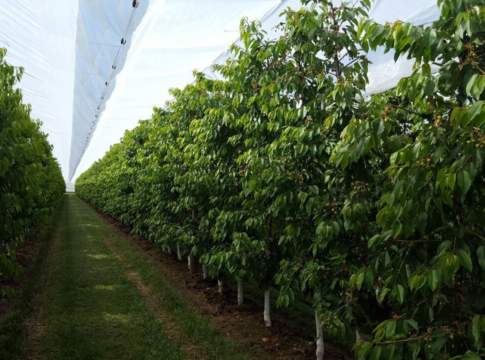 sistema protecta per ciliegio