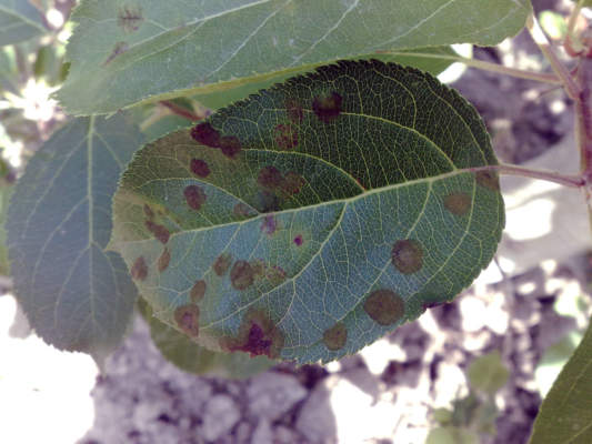 ticchiolatura del melo