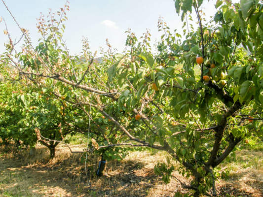 deperimento batterico albicocco