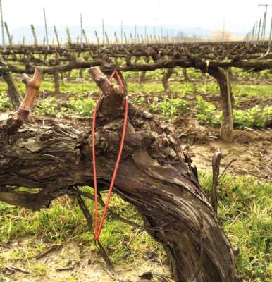 isonet contro le tignole della vite