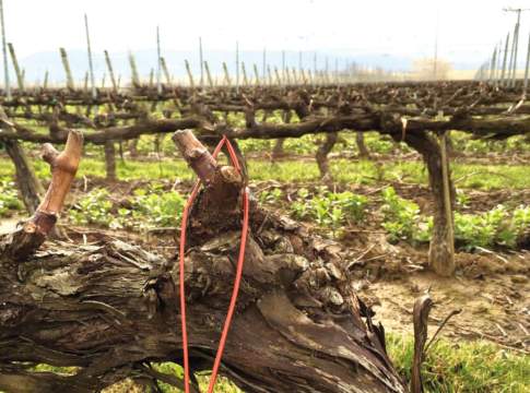 isonet contro le tignole della vite