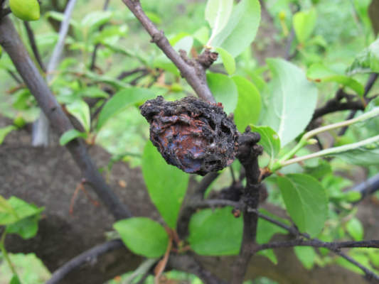 trattamenti sulle drupacee