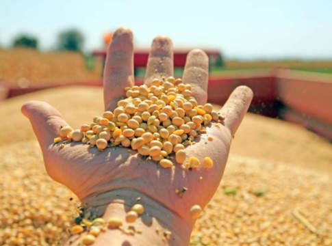 Mercato statico per la farina di soia soia