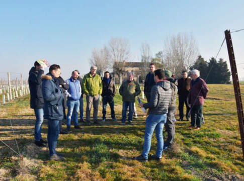 Kalòs lavora per la salute del vigneto salute del vigneto