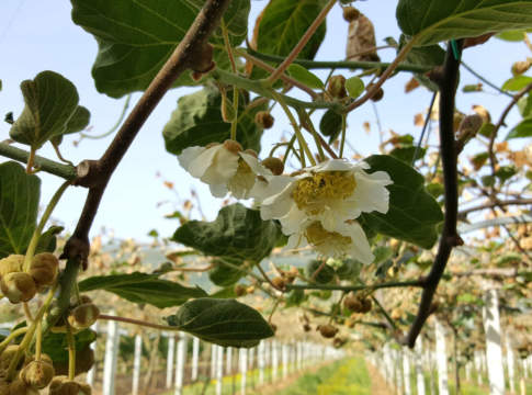 Contro la botrite del kiwi c’è Switch switch di syngenta