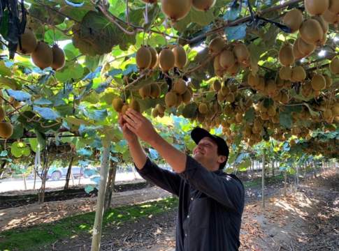 Kiwi Sweeki, al via la raccolta in Cile