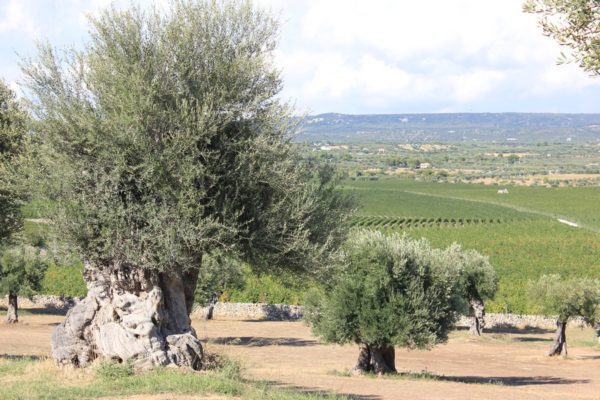 olivicoltura