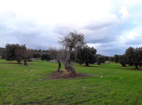 Olivo di Monopoli non è infetto da Xylella