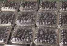 Piccoli frutti, una nicchia sempre più tecnologica