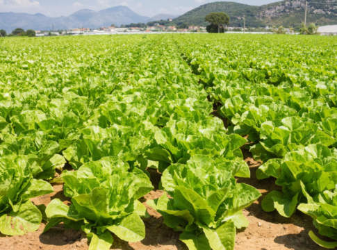 prezzi della lattuga