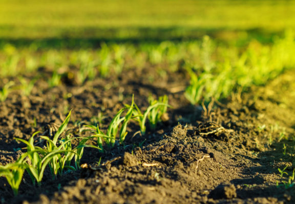 diversificazione colturale