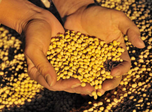 Soia in forte calo sulla scia delle nuove tensioni Usa-Cina soia