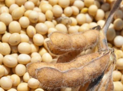 Soia, recupero parziale sostenuto dal cambio euro-dollaro Soia