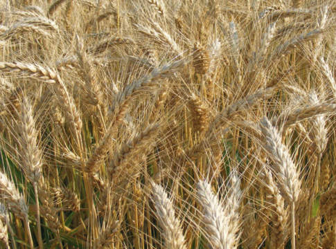 illecito uso di seme aziendale bologna