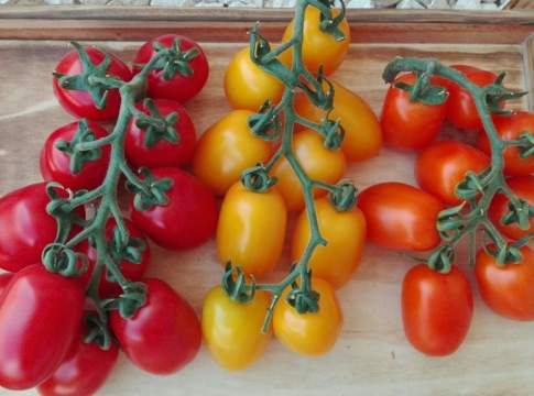 pomodori plum di isi sementi