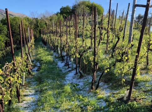 Condifesa Lombardia Nord-Est, nel 2020 risarcimenti superiori ai premi pagati condifesa