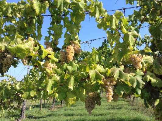 progetto viteambiente