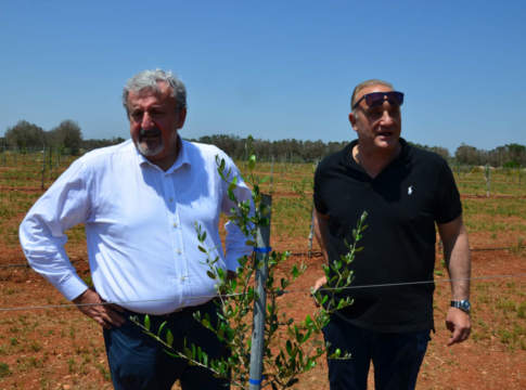 emiliano supervisiona i nuovi oliveti allevati a Fs-17 nel salento