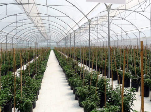 protezione orticole con arrigoni