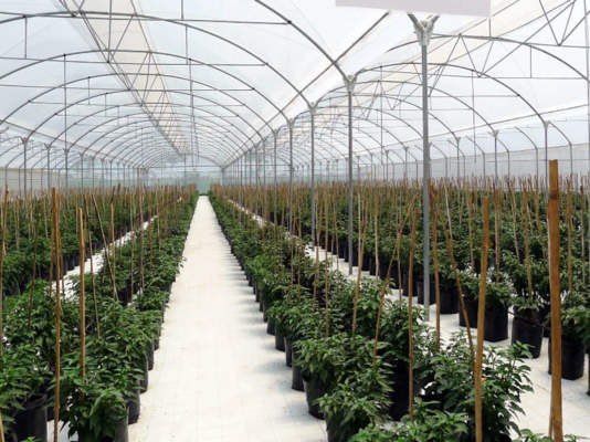 protezione orticole con arrigoni