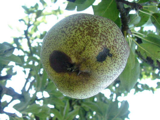 maculatura bruna del pero