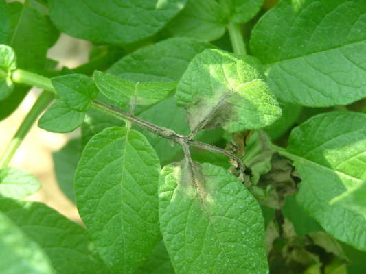 peronospora della patata