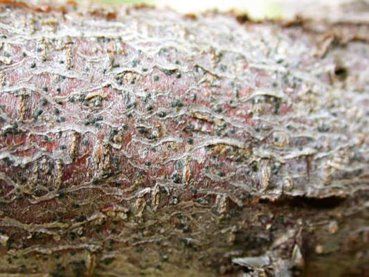 cocciniglia delle drupacee su ramo