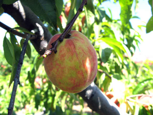 sharka delle drupacee