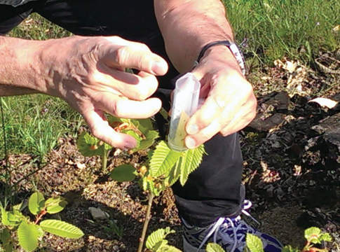 cinipide del castagno