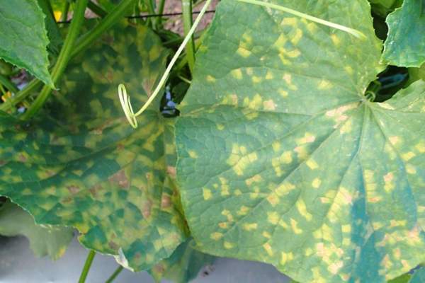 difesa delle cucurbitacee da peronospora e oidio