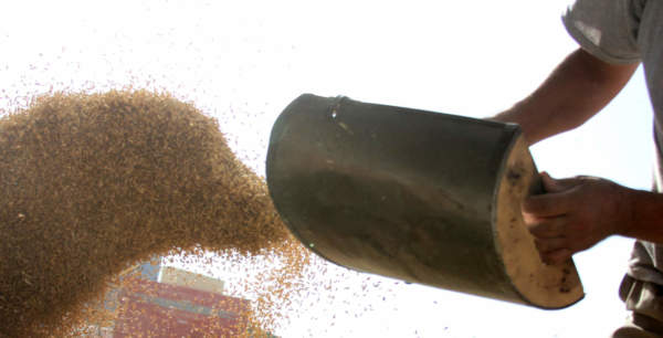 mangimistica italiana