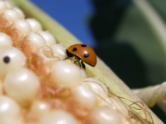 sostenibilità in agricoltura