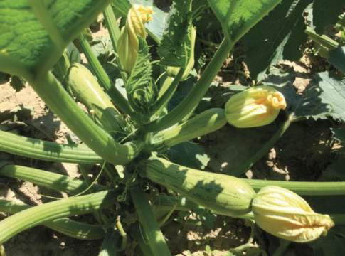 zucchino dolmas di syngenta