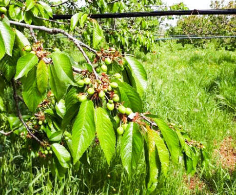 allegagione ciliegio