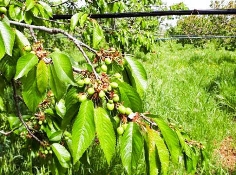 allegagione ciliegio