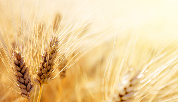 campagna cereali 2019