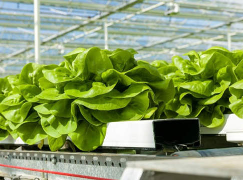 tecnica idroponico su lattuga