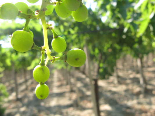 tignoletta della vite