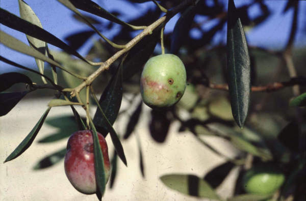 mosca delle olive